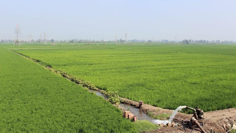 إدارة المحاصيل